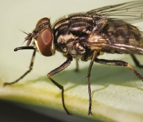 Stable fly Stable fly